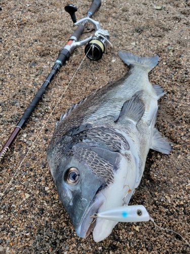 キビレの釣果