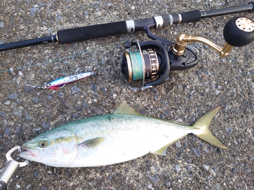 イナダの釣果