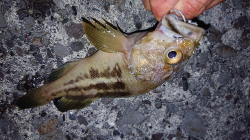 シマゾイの釣果