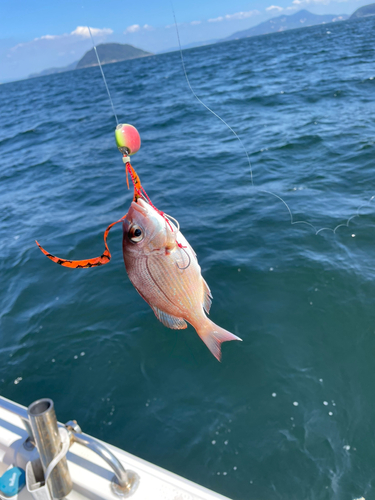 マダイの釣果