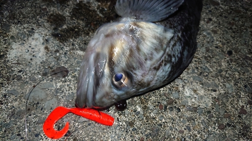 クロソイの釣果