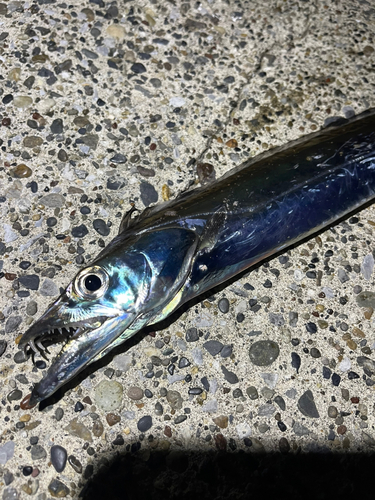 タチウオの釣果