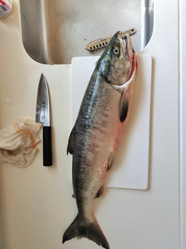 アキアジの釣果