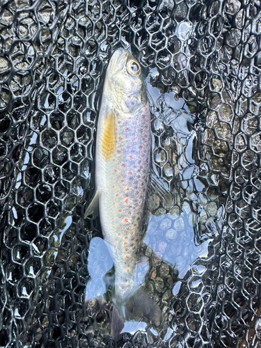 ブラウントラウトの釣果