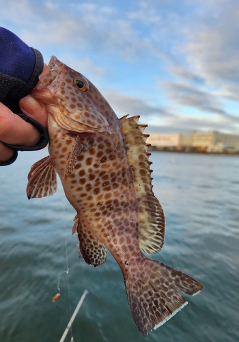 オオモンハタの釣果