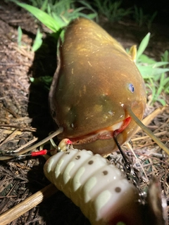 ナマズの釣果