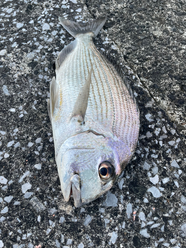 ヘダイの釣果