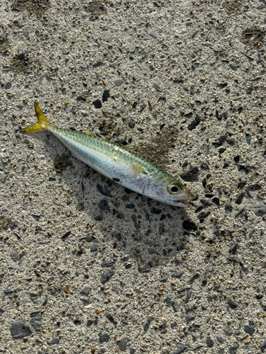 サバの釣果