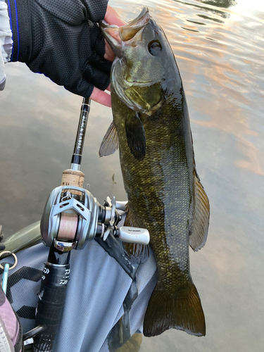 スモールマウスバスの釣果