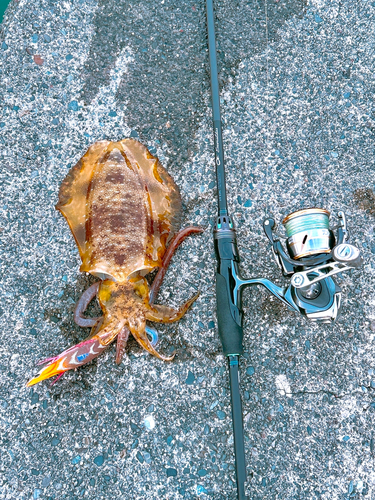 アオリイカの釣果