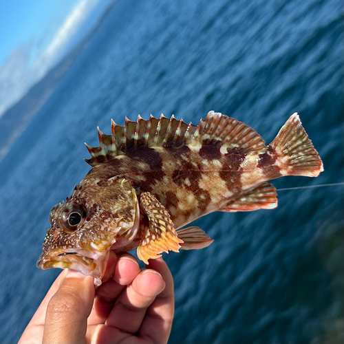 カサゴの釣果