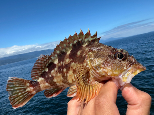 カサゴの釣果