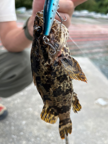 タケノコメバルの釣果