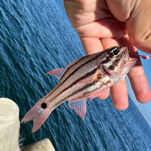 オオスジイシモチの釣果