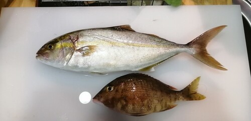 ショゴの釣果