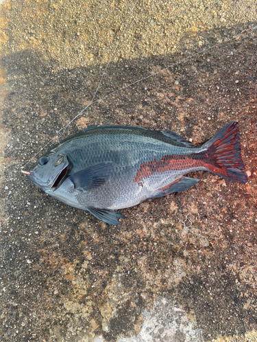 グレの釣果