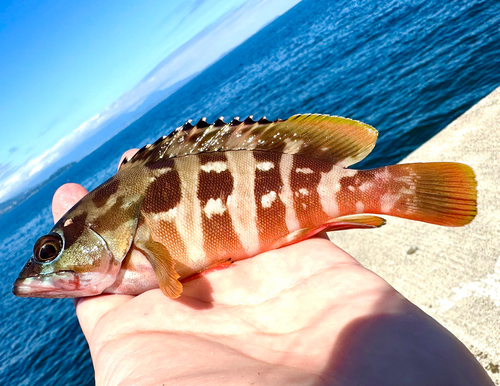 アカハタの釣果