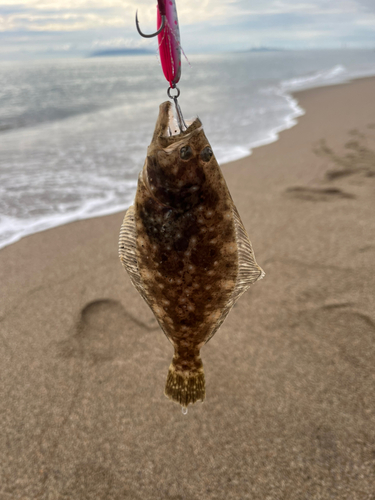 ダツの釣果