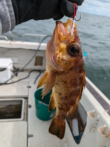 クロメバルの釣果