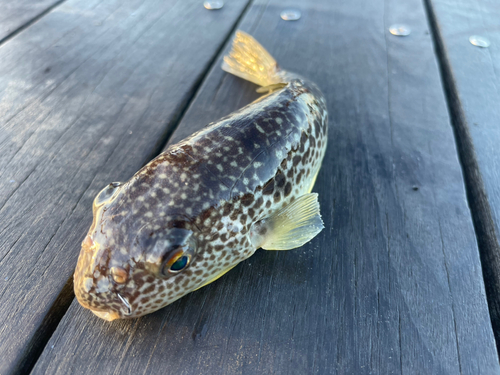 フグの釣果