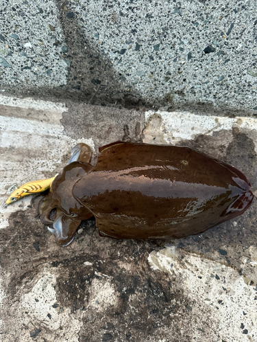 コウイカの釣果