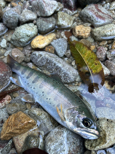 アマゴの釣果