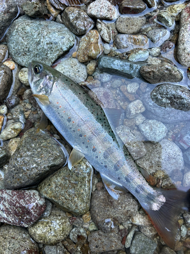 アマゴの釣果