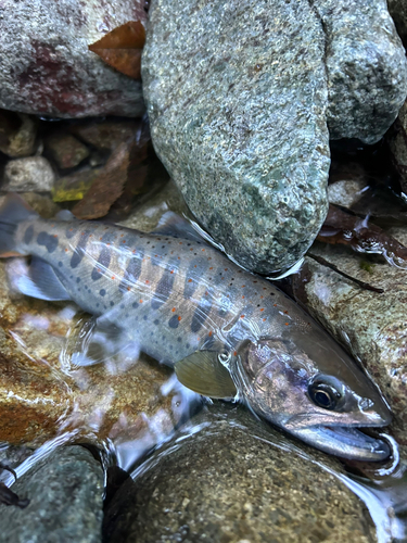 アマゴの釣果