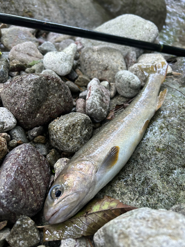 イワナの釣果