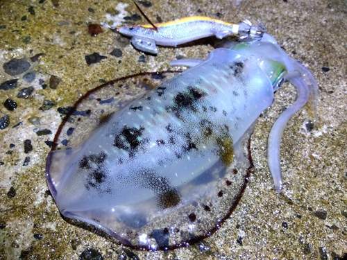 アオリイカの釣果