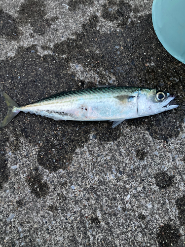 サバの釣果