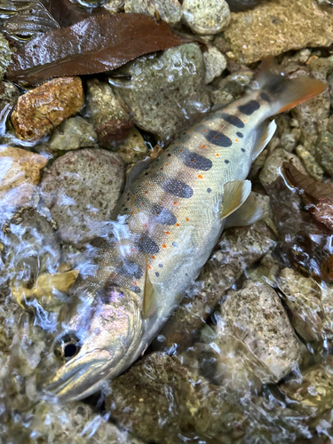 アマゴの釣果