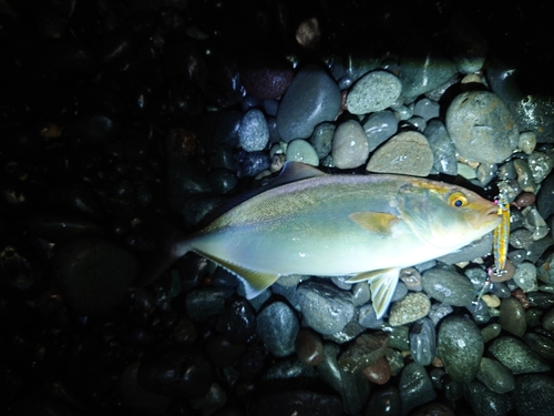 ショゴの釣果