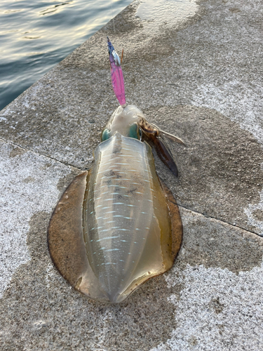 アオリイカの釣果