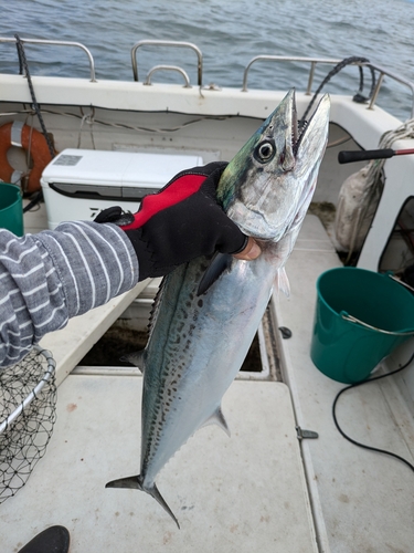 サワラの釣果