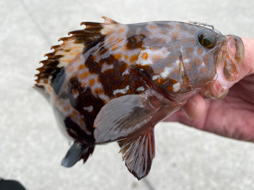 キジハタの釣果