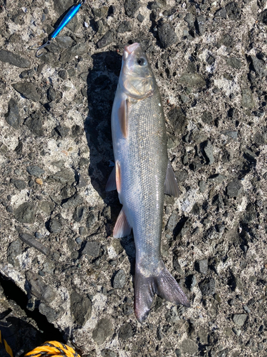 ウグイの釣果