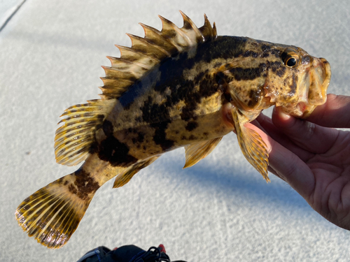 タケノコメバルの釣果