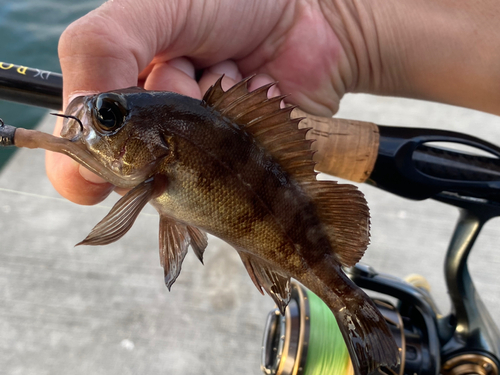 メバルの釣果