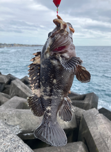 ソイの釣果