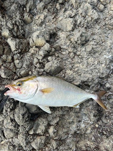 シオの釣果