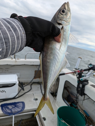 マアジの釣果