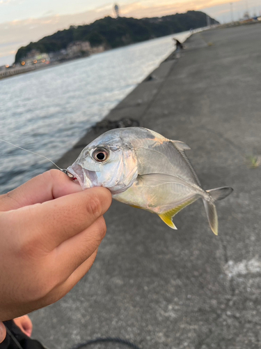 メッキの釣果