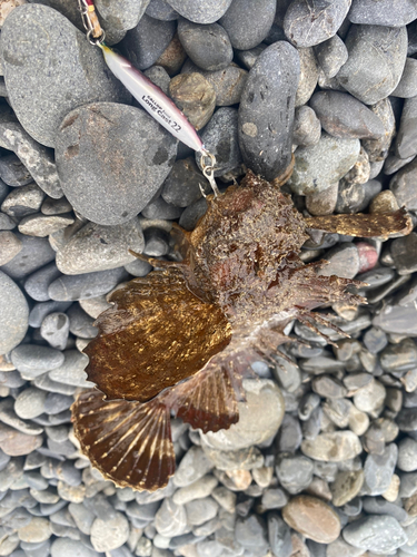 ウッカリカサゴの釣果