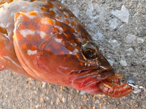 キジハタの釣果