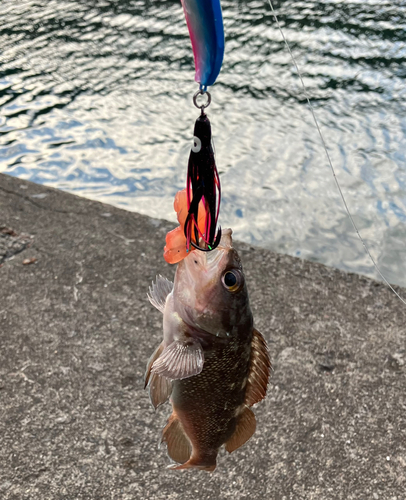 ガヤの釣果