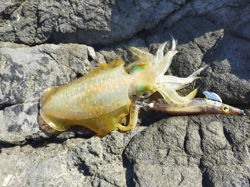 アオリイカの釣果