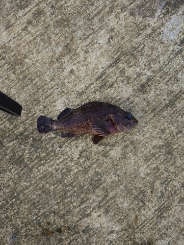 ムラソイの釣果