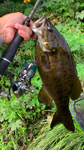 スモールマウスバスの釣果