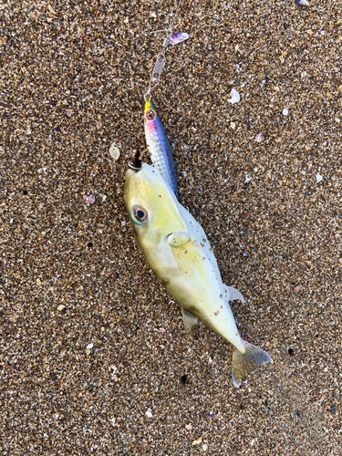 シロサバフグの釣果